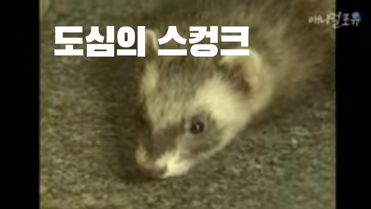 이게 므선 냄새고? 도심에 출현한 스컹크 대소동!! | Skunk in city