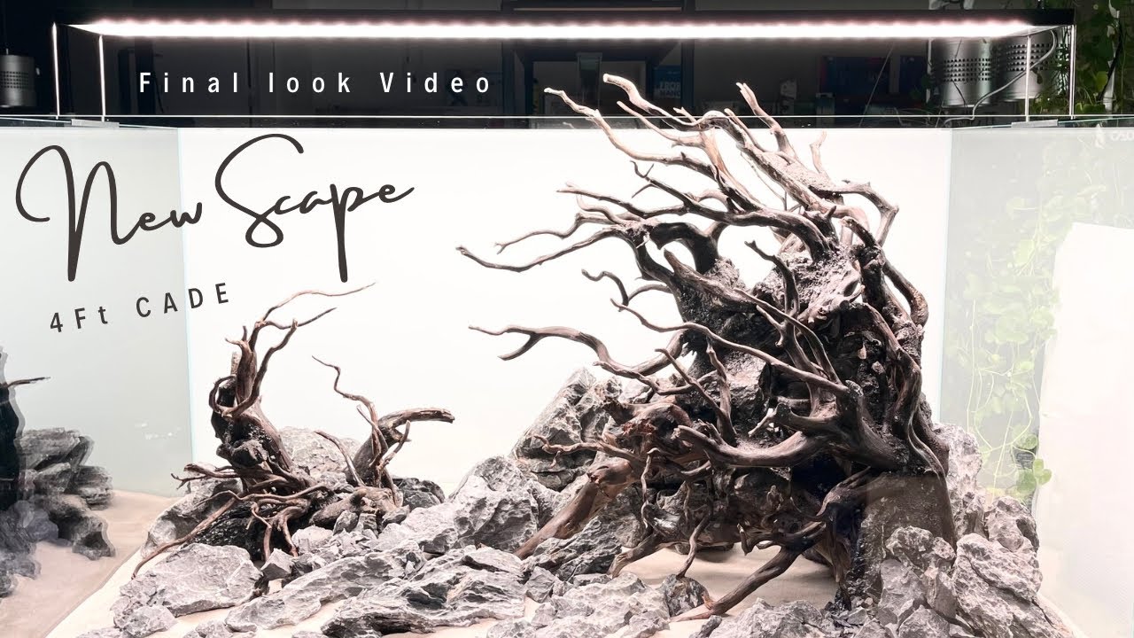 Final Look Video - Mystic Driftwood Scape - CADE 4Ft