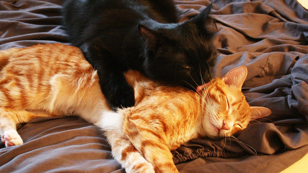Cat Bromance xo - Cole and Marmalade