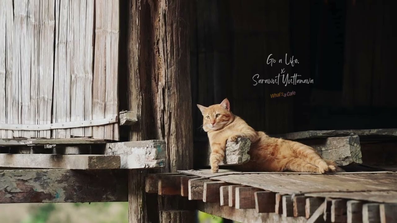 Lofi Orange Cat Thailand 🌿🎧☔️⛰️ Lofi Hip Hop Mix [Study / Sleep / Relax]