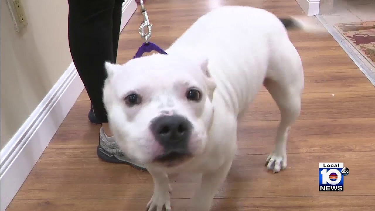 South Florida animal rescue group moves into new facility thanks to generous donations