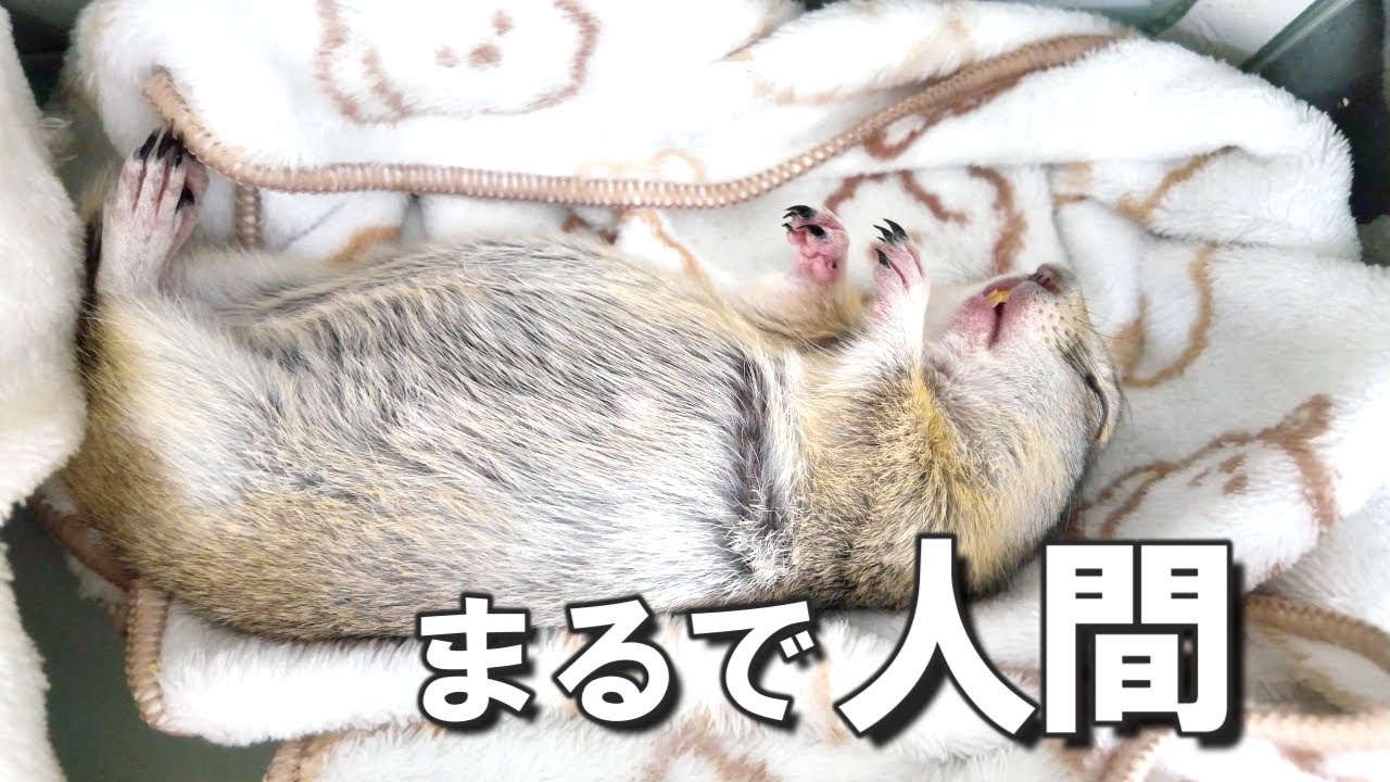 こたつをサウナ代わりにして外気浴で整うリス
