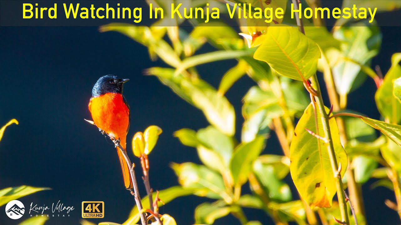 Bird Watching and Wildlife In Himalayas, Almora, Uttarakhand