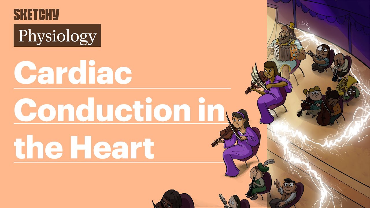 Проведение импульсов по сердечной мышце (физиология) | Sketchy Medical