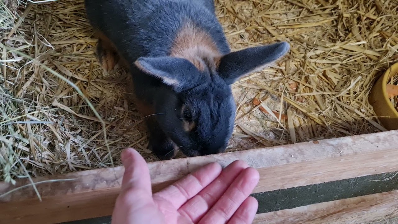 loh Kaninchen und ihre Jungtiere