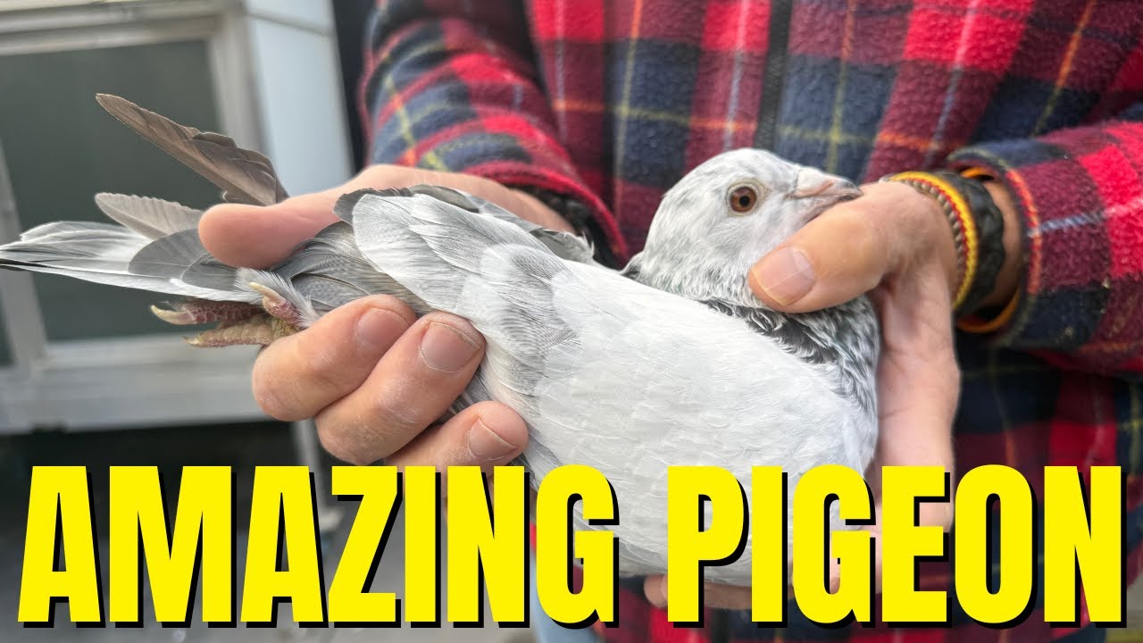 Meet My Beautifully COLORED Racing Pigeons