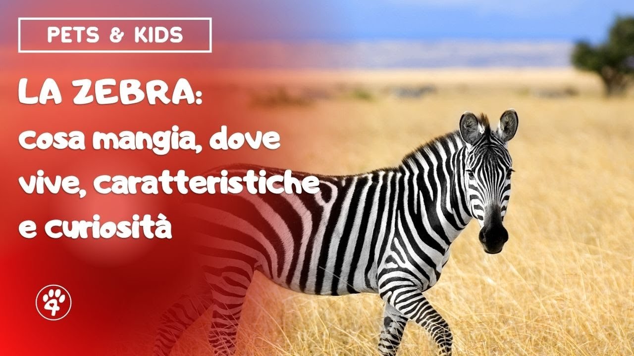 La Zebra - Pets & Kids per A4Z | Amoreaquattrozampe.it