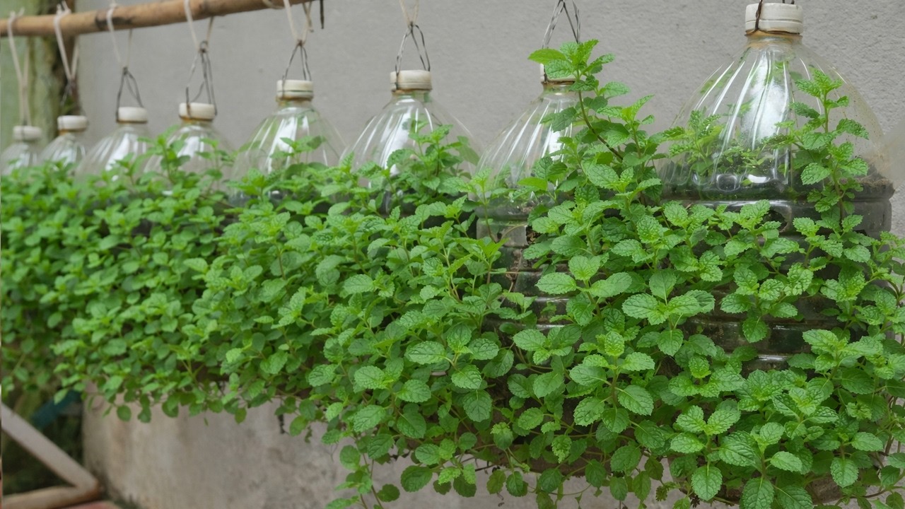 Grow Mint in Plastic Bottles and Harvest all year — No garden needed