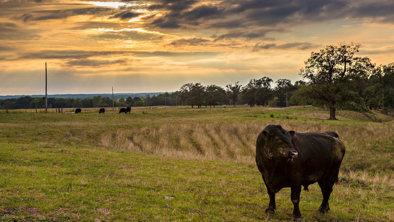 Management of Natural Service Bulls: Practical Considerations - Mizzou Repro