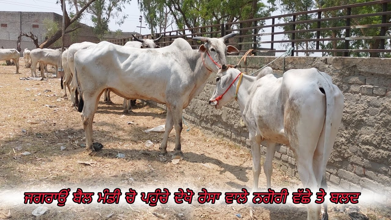 ਜਗਰਾਓਂ ਬੈਲ ਮੰਡੀ 22-5-2024 ਦੇਖੋ ਰੇਸਾ ਵਾਲੇ ਨਗੋਰੀ ਵੱਛੇ ਤੇ ਚੰਗੇ ਗੱਡੀ ਜੁੜੇ ਬਲਦ