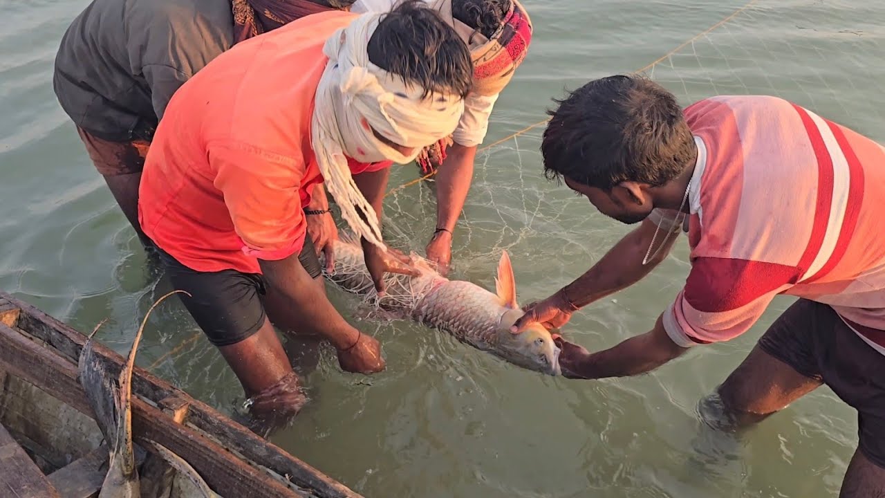 बहते हुए पानी में जाल को लगाकर चढ़ने वाली मछलियों को पकड़ना कितना आसान होता है #fishhunting2 