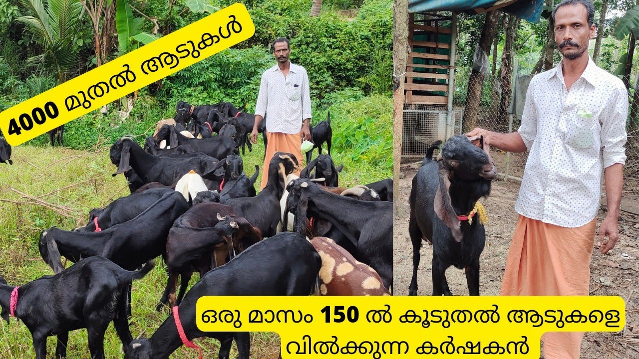 ഈ ഫാമിൽ നിന്നും 4000 മുതൽ ആടുകളെ വാങ്ങാം|Goat sale kerala|Goat Farming