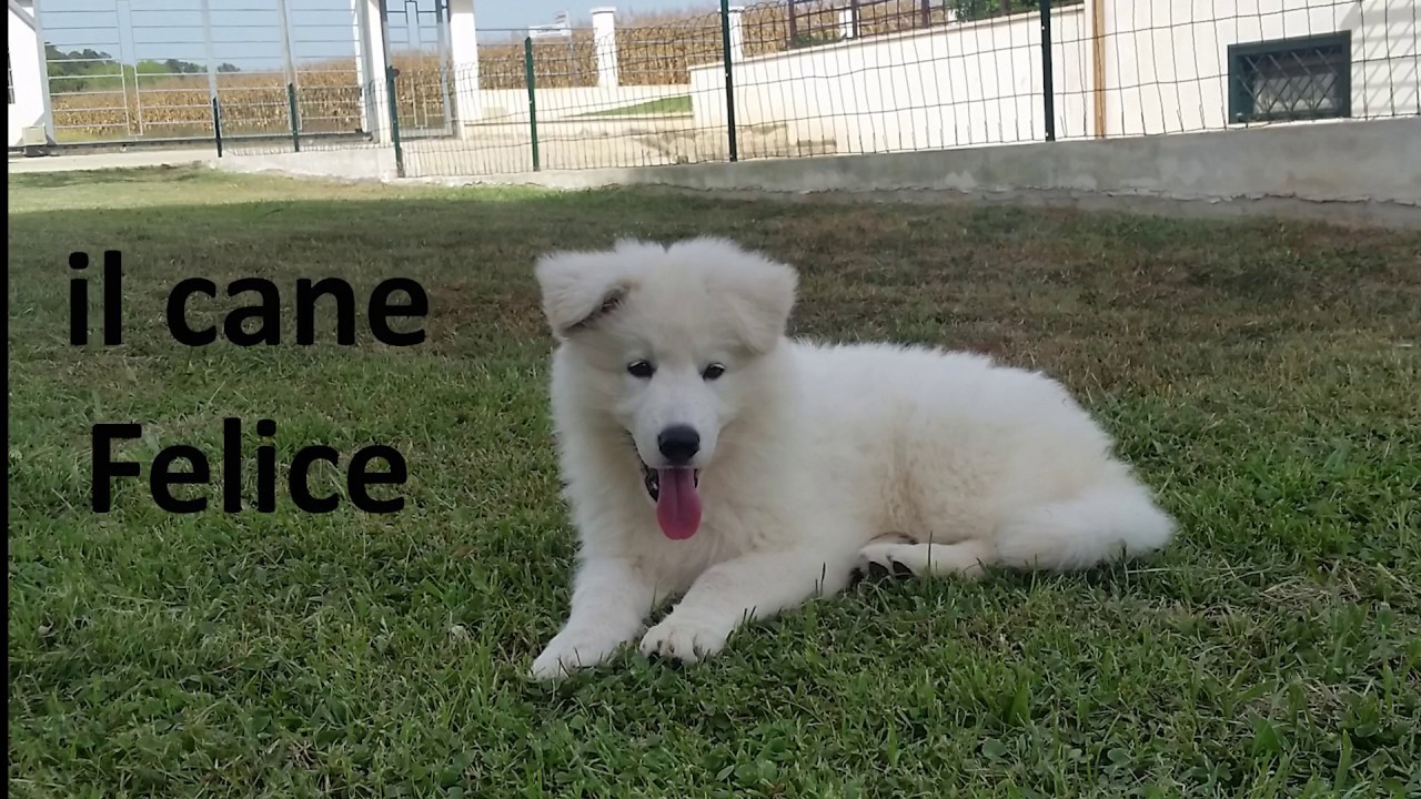 1 lezione - L'arrivo di un cucciolo in casa, come comportarsi 1 parte il kennel