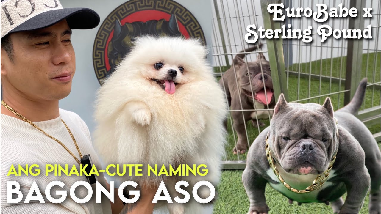 I BOUGHT OUR FIRST TOY DOG • AFTER STUD NG 4M DOG STERLING POUND • JBROS PH • Sam Walastik