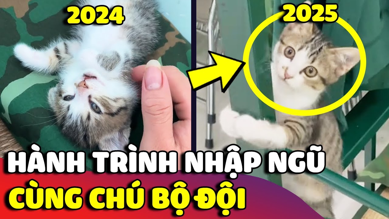 Hành trình bé mèo con 'NHẬP NGŨ' cùng chú bộ đội khiến ai cũng ngỡ ngàng 😍 | Gâu Đần