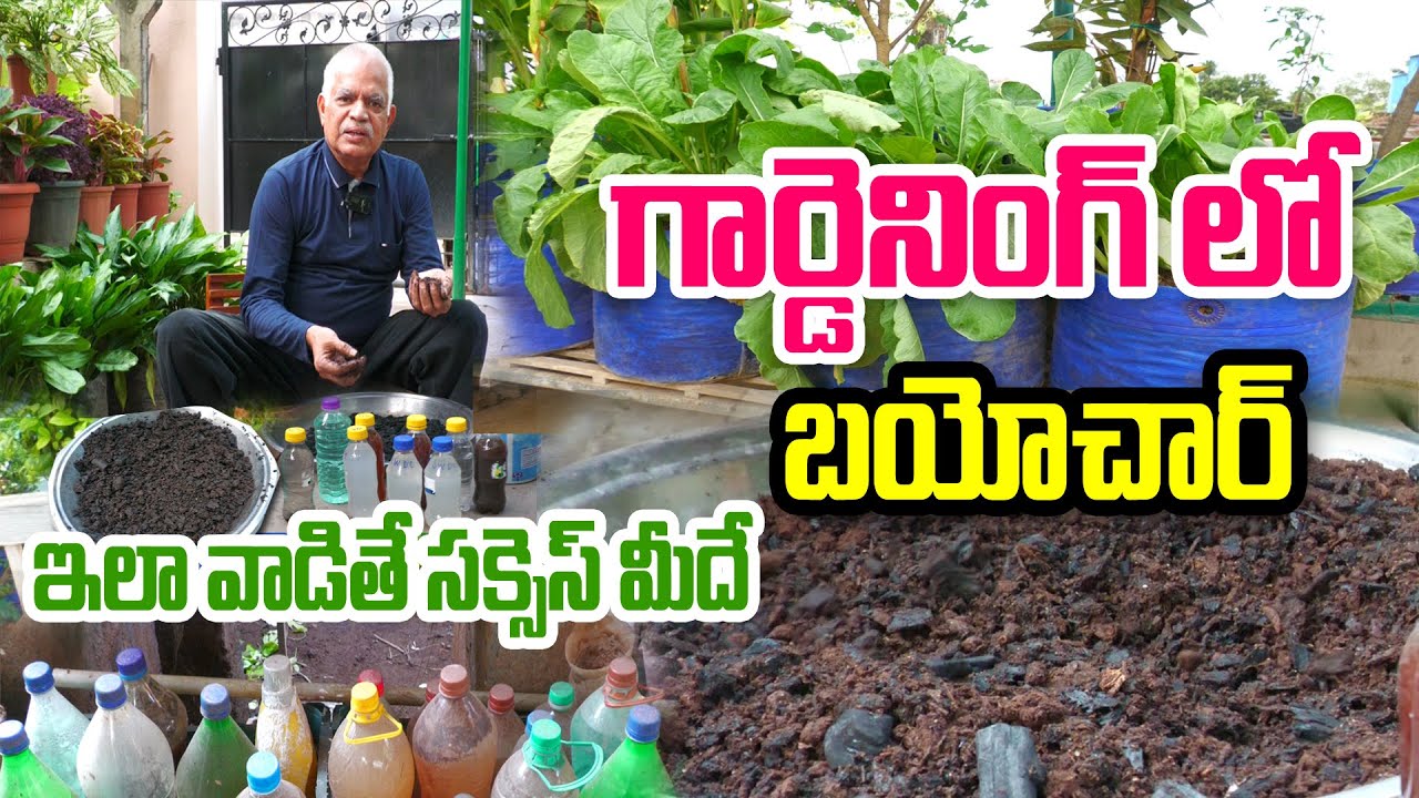 గార్డెనింగ్ లో బయోచార్ - సేకరణ, వినియోగం| Biochar in Terrace Garden | Venugopal Rao @Raitunestham