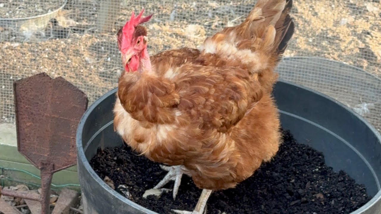 Следуй за лидером 🐓