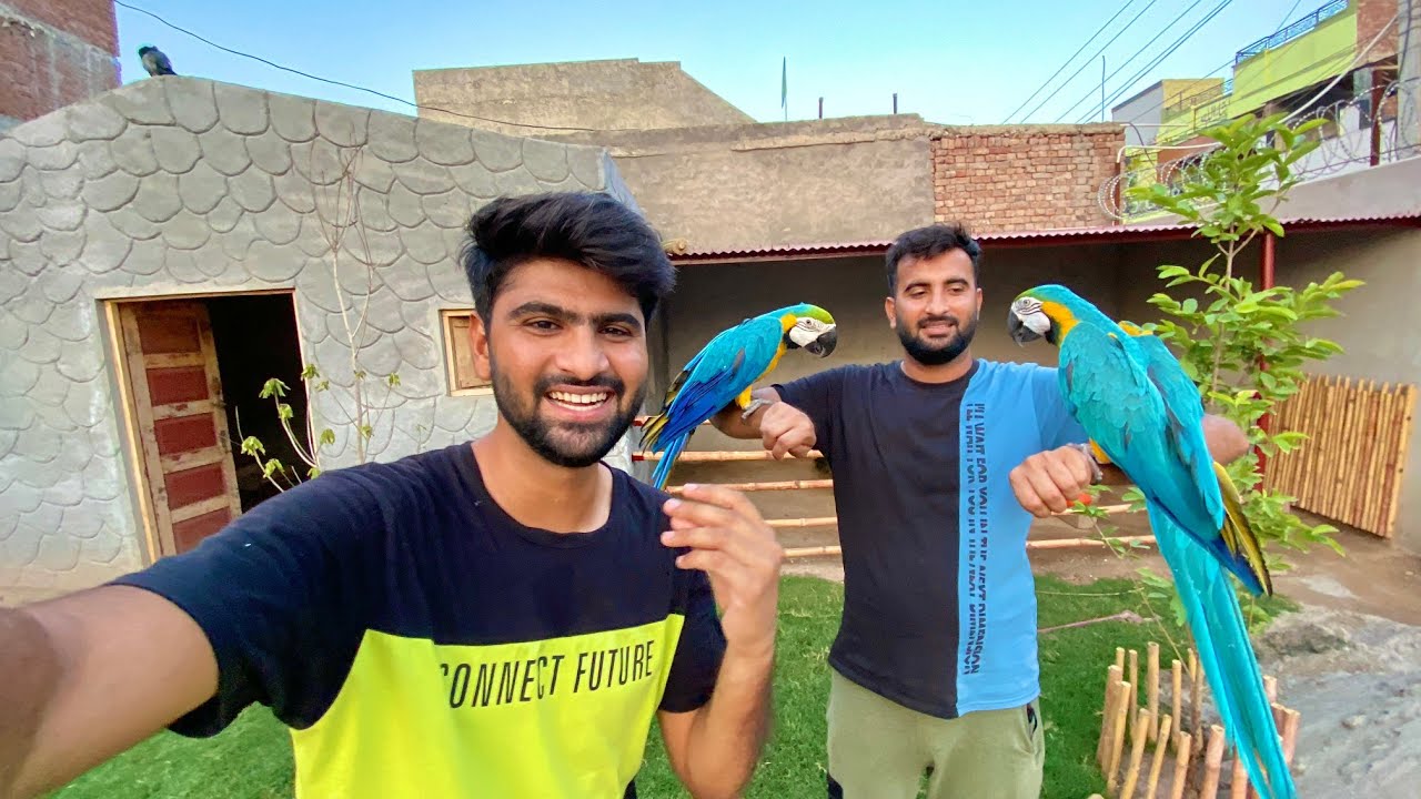 Hum Macaw ki Partner Le Aiy😍