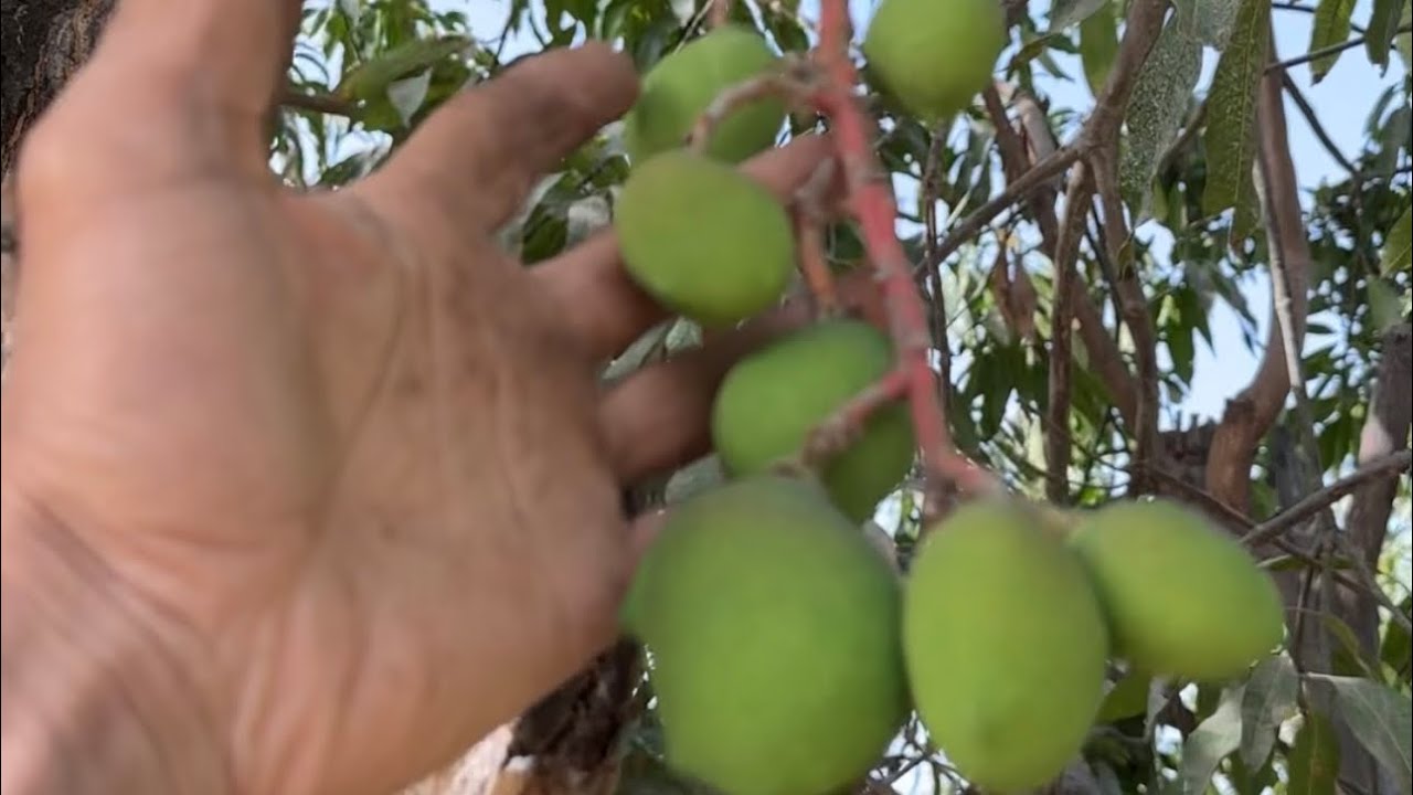 اسرار نجاح تطعيم المانجو ونصائح لم تذكر من قبل عن تطعيم المانجو لضمان نجاحه 🥭