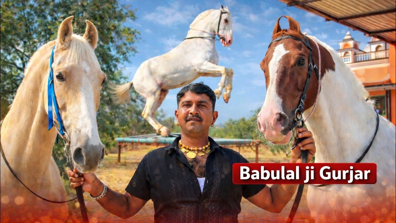घोड़ों की दुनिया का बड़ा नाम – बाबूलाल जी गुर्जर 🐎|| SN HORSE FORM