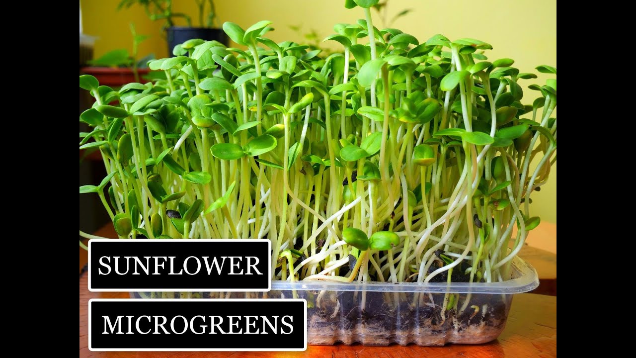 How to Grow Sunflower Microgreens
