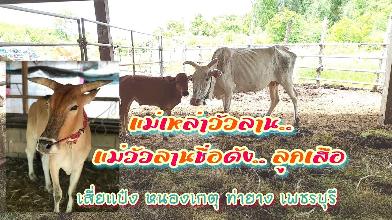 EP.4 แม่​เหล่า​วัว​ลาน แม่ของ