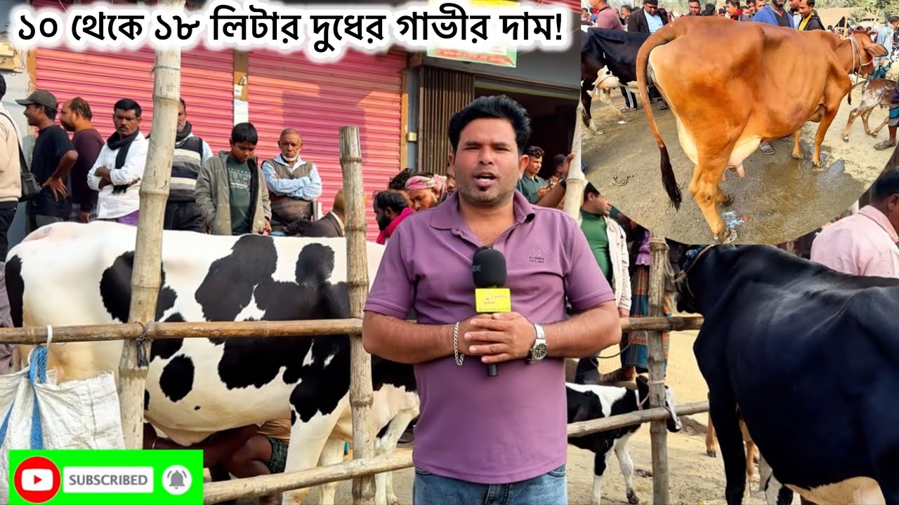 শুক্রবারের পিকনা গরুর হাট ২০২৬