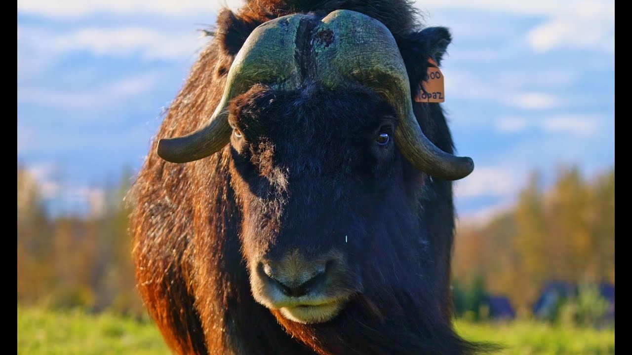 Agriculture in Alaska: The Musk Ox Farm