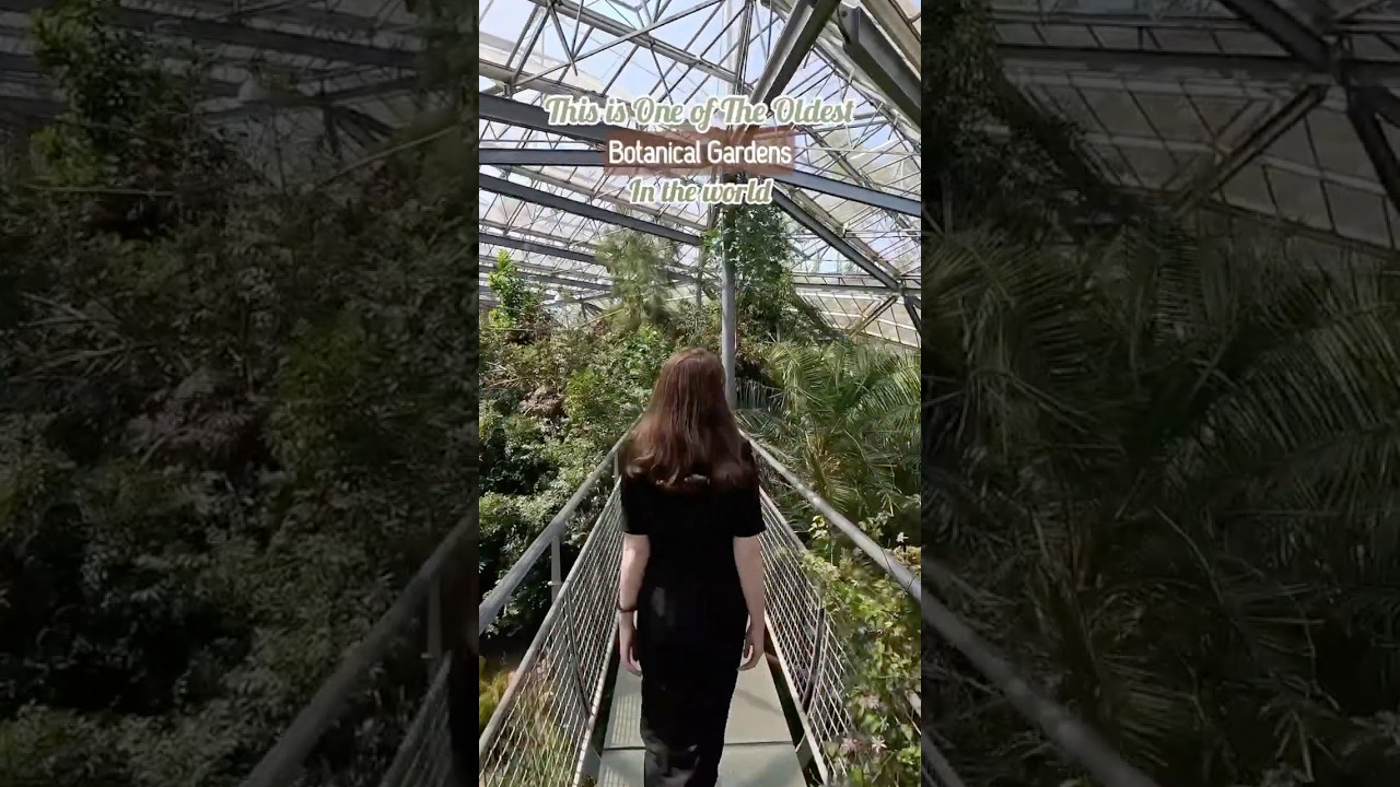 This is one of the oldest botanic gardens in the world! 📍Hortus Botanicus, Amsterdam #amsterdam