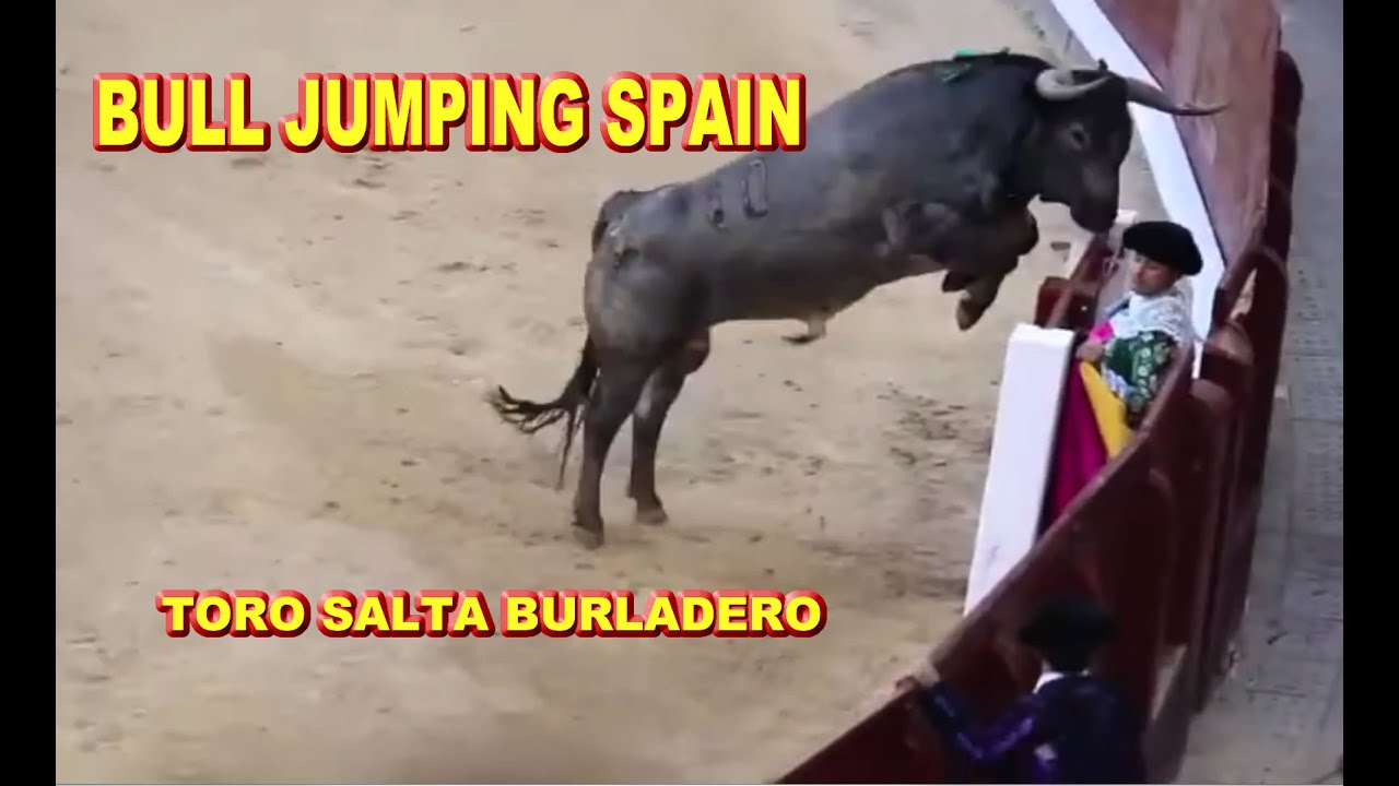Toro salta burladero 🐮 Bull jumping Spain