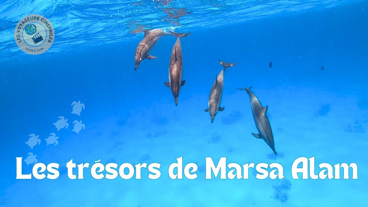 5 spots de snorkeling, plongée, dans la Mer Rouge 🇪🇬🐬🌊