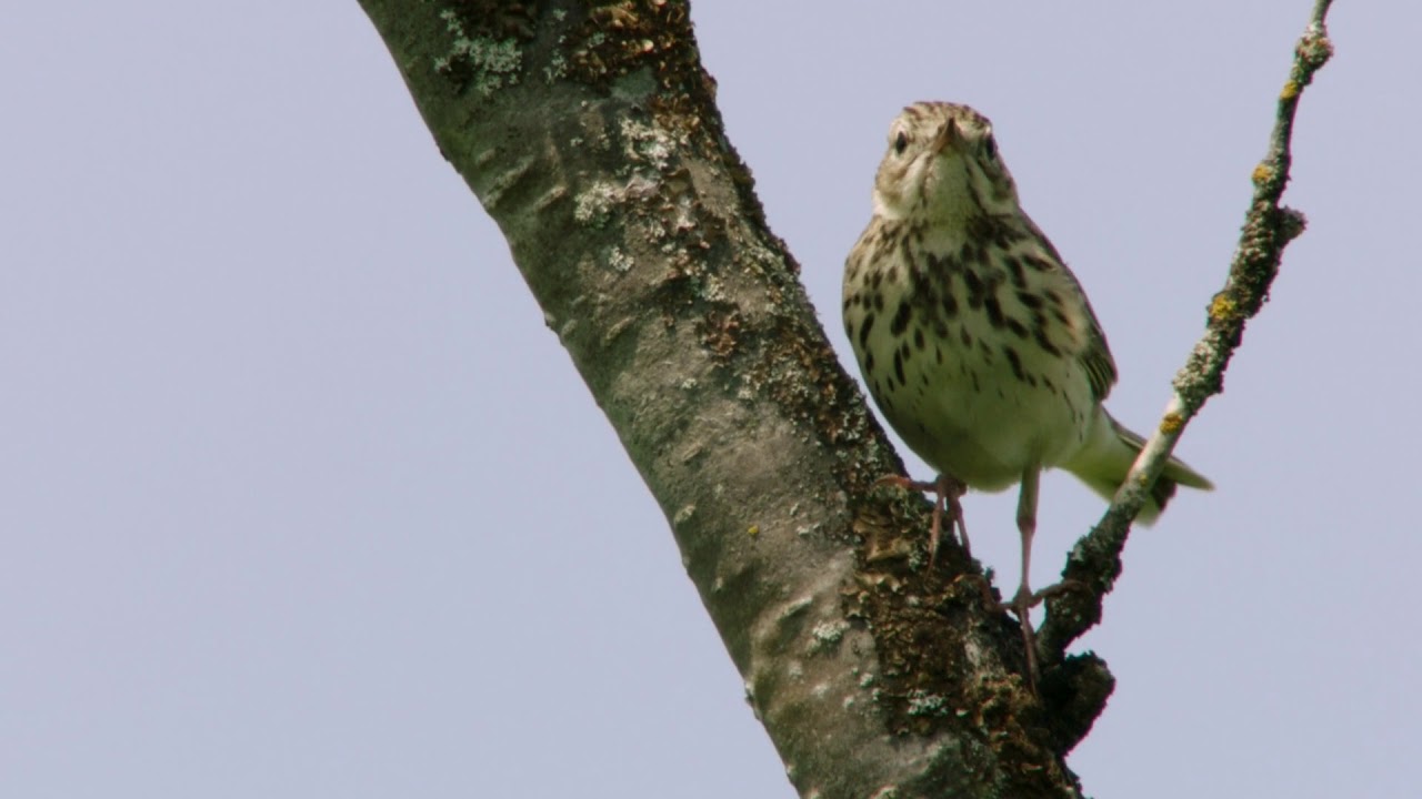 Vogelporträt: Der Baumpieper in der Rhön