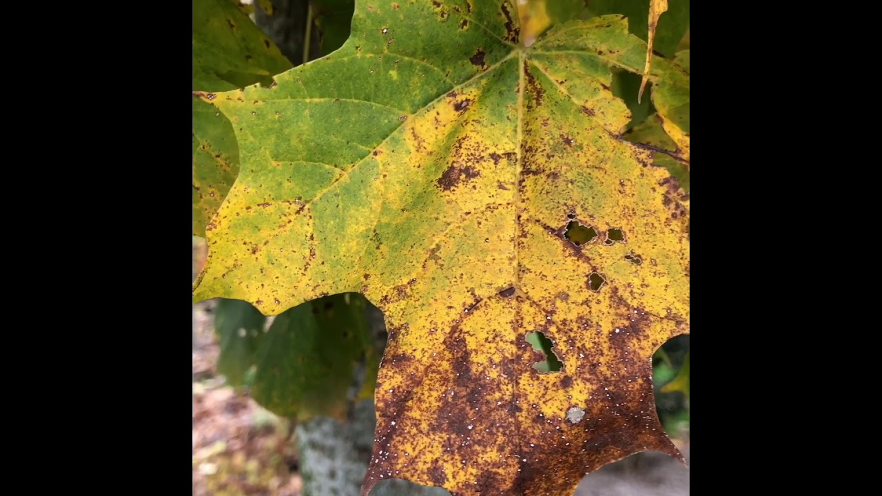 Acer saccharum