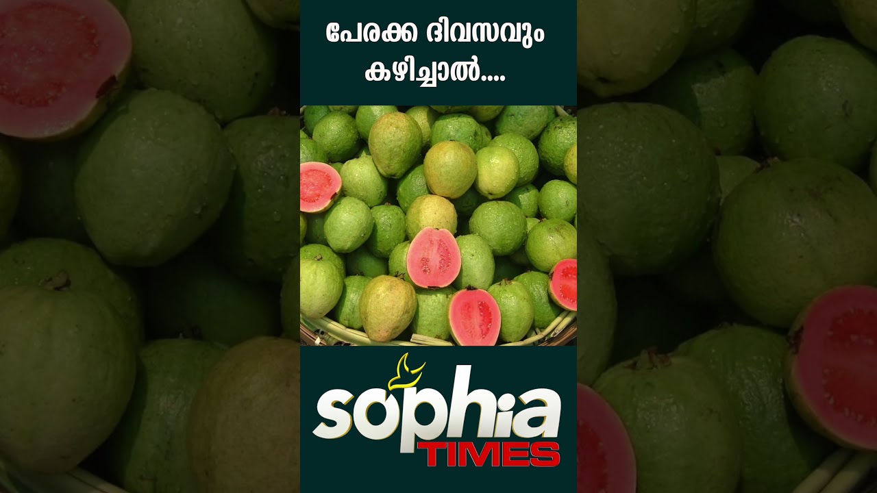 പേരക്ക ദിവസവും കഴിച്ചാൽ....#shorts  Sophia Times | Sophia Times Online