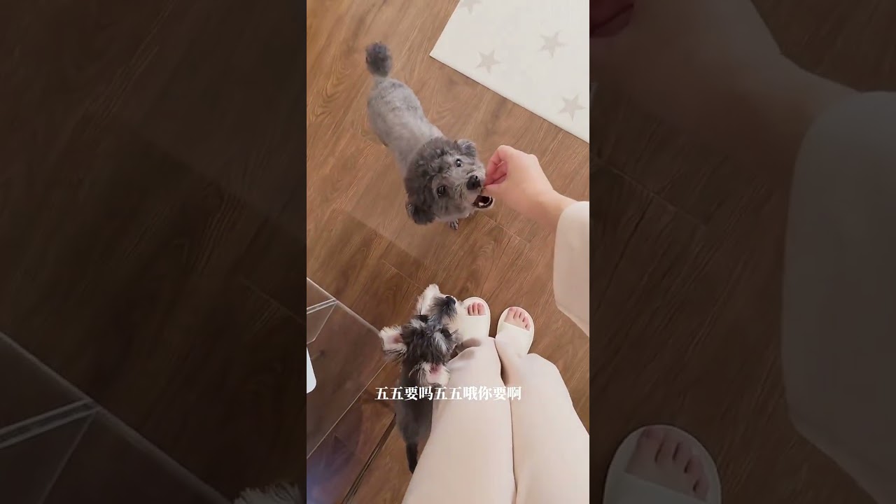 I lived alone and worked as a cleaner for seven dogs during the Spring Festival#Cute pet v