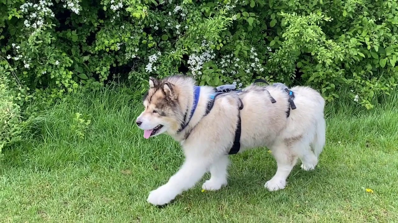 Kane the Alaskan malamute Help em up harness day 2