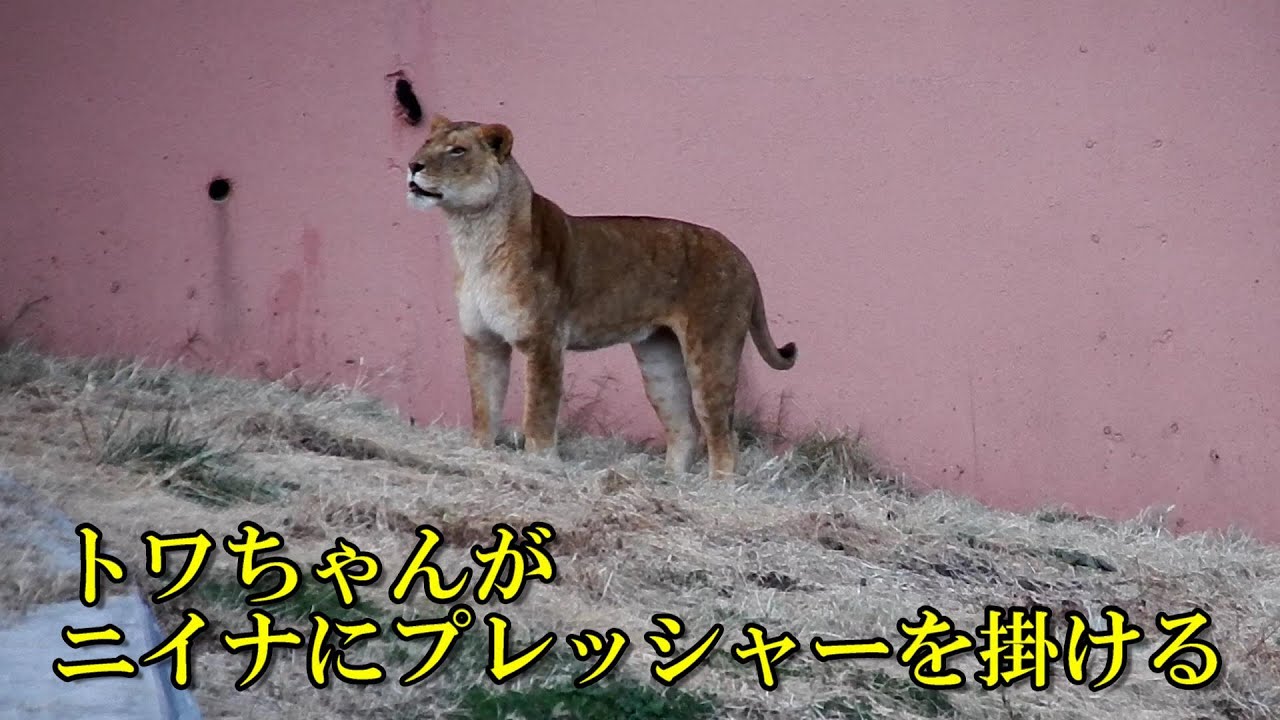 トワちゃんがニイナにプレッシャーを掛ける　〜 Lion (ライオン)〜　～ 多摩動物公園 ～