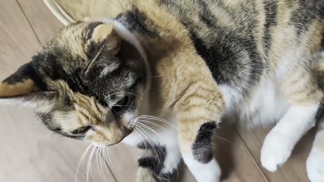 Hot day in Japan【Terrace and Stella】