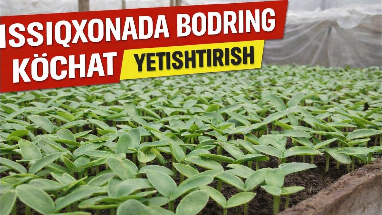 Issiqxonada bodring koʻchat yetishtirish 