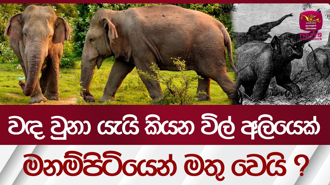 වඳ වුනා යැයි කියන විල් අලියෙක් - මනම්පිටියෙන් මතු‍ වෙයි ? | Rupavahini News