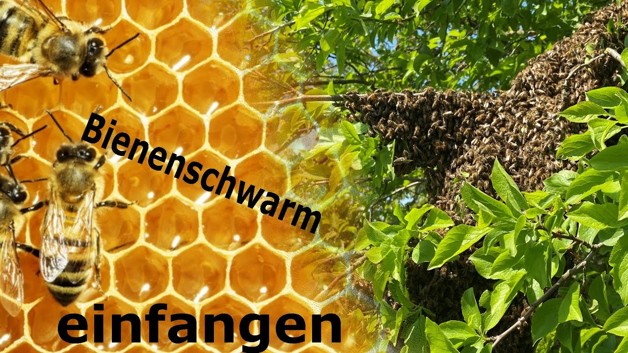 Bienenschwarm einfangen