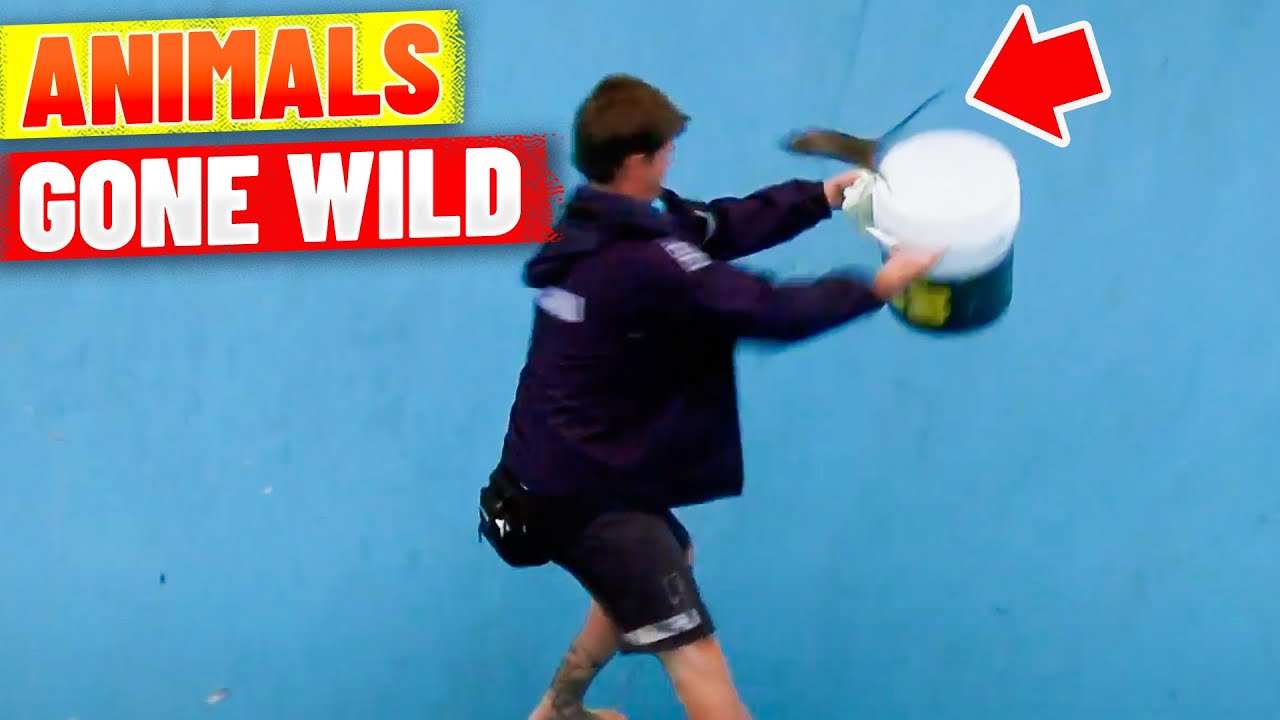 Animals Gone Wild On Bondi Beach!