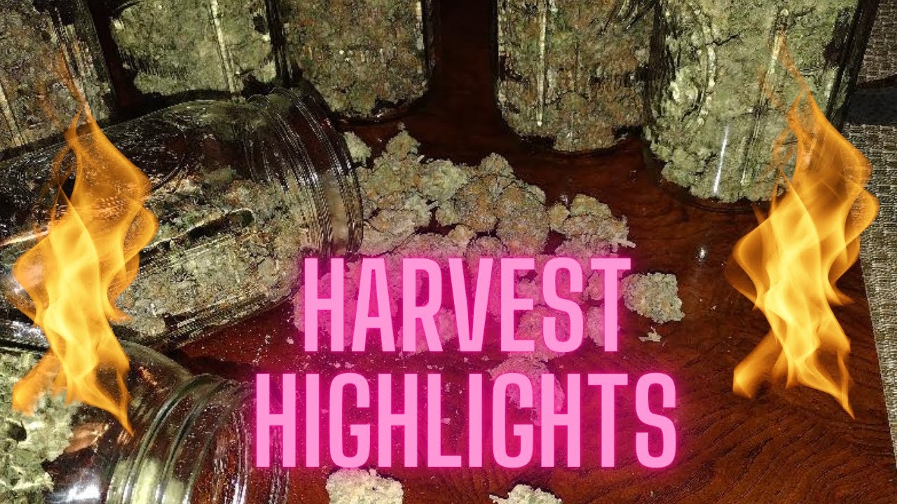 HARVEST HIGHLIGHT | MANDARIN COOKIE | KING KONG GLUE