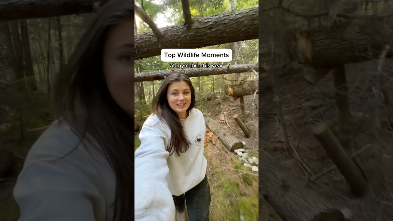 Дикая природа на моем участке