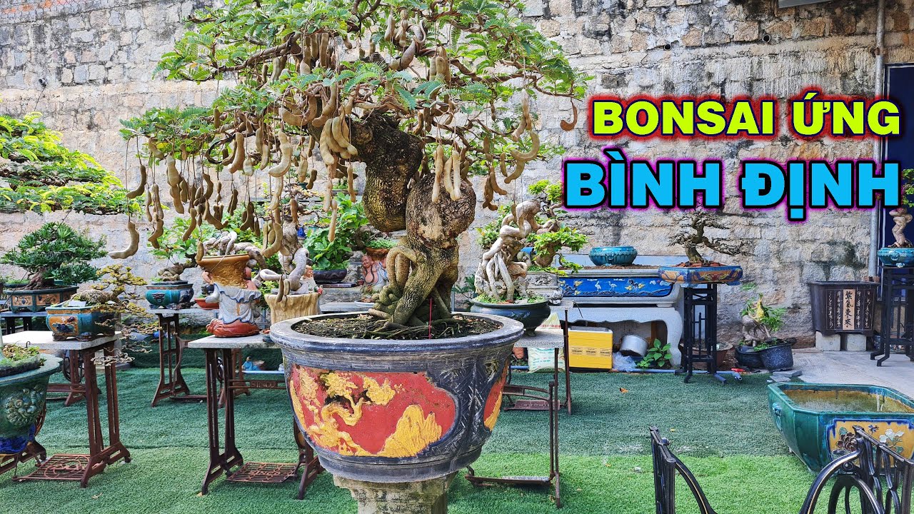 Ngỡ ngàng với Cây Me siêu trái và dàn tác phẩm nhà vườn Bonsai Ứng (Bình Định)