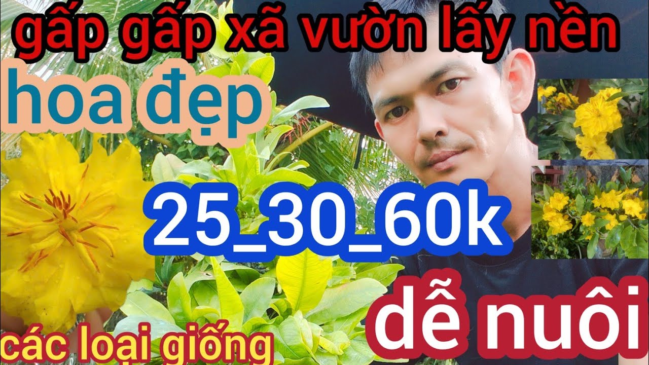 CHIA SẺ PHÂN NUÔI NỤ TẾT MAI VÀNG .0394093774 