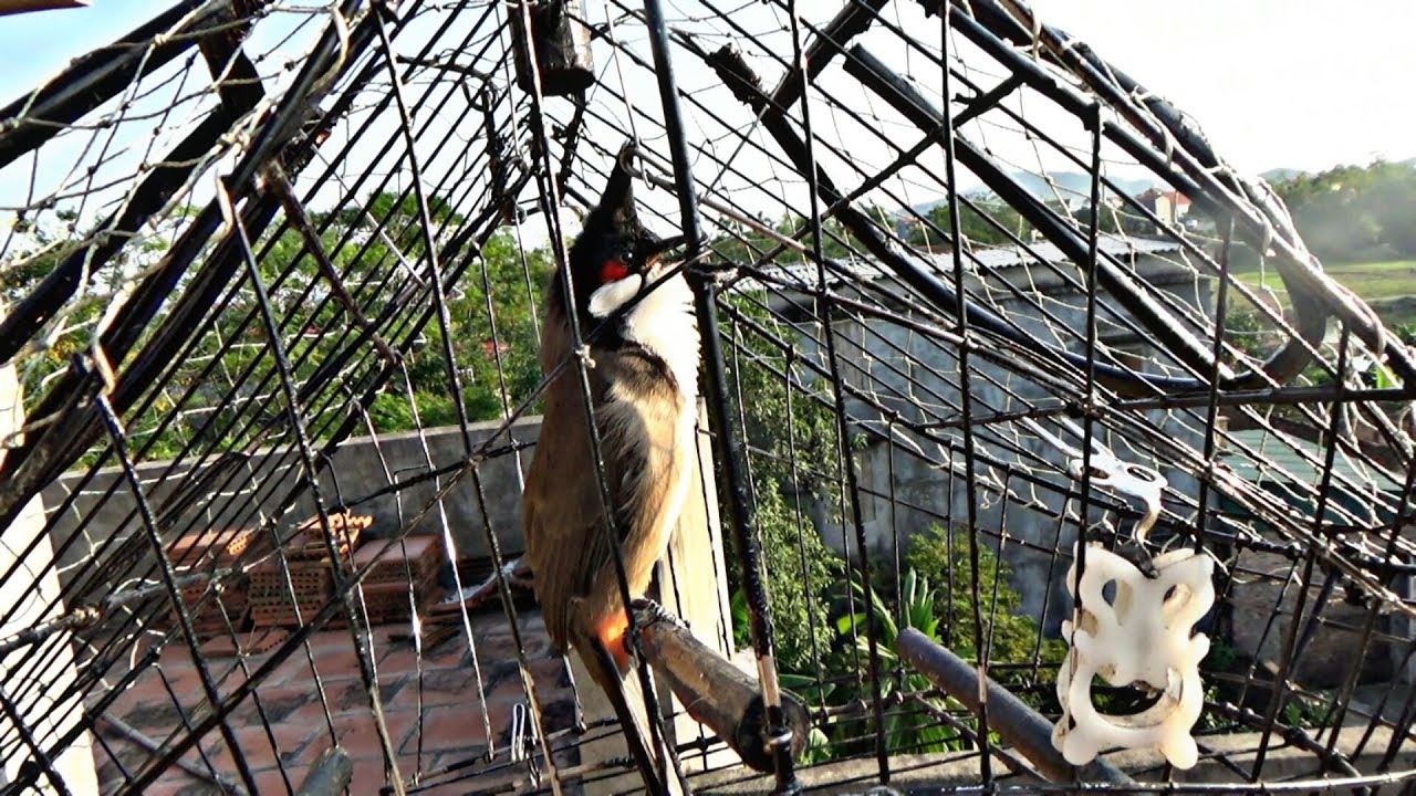 Ch&agrave;o M&agrave;o Mồi Gọi Bổi Về Đấu P4