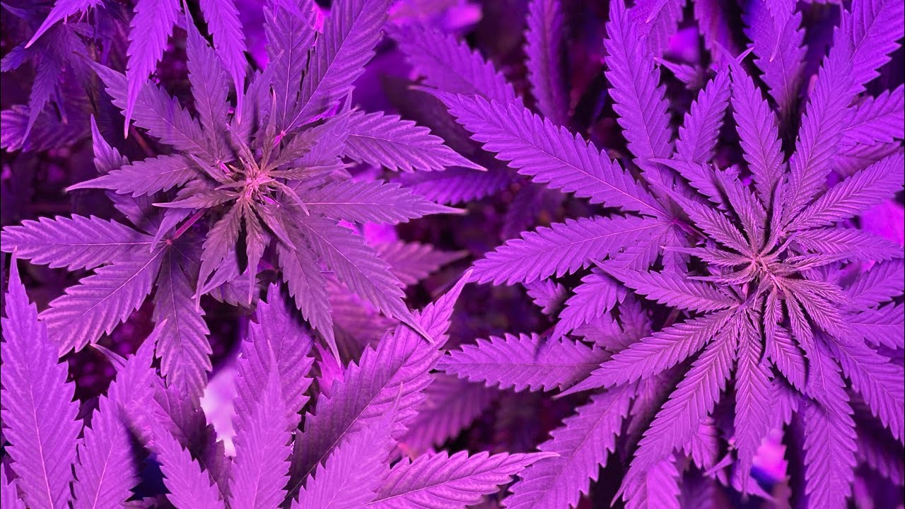 5 WEEKS OLD AUTOFLOWERS