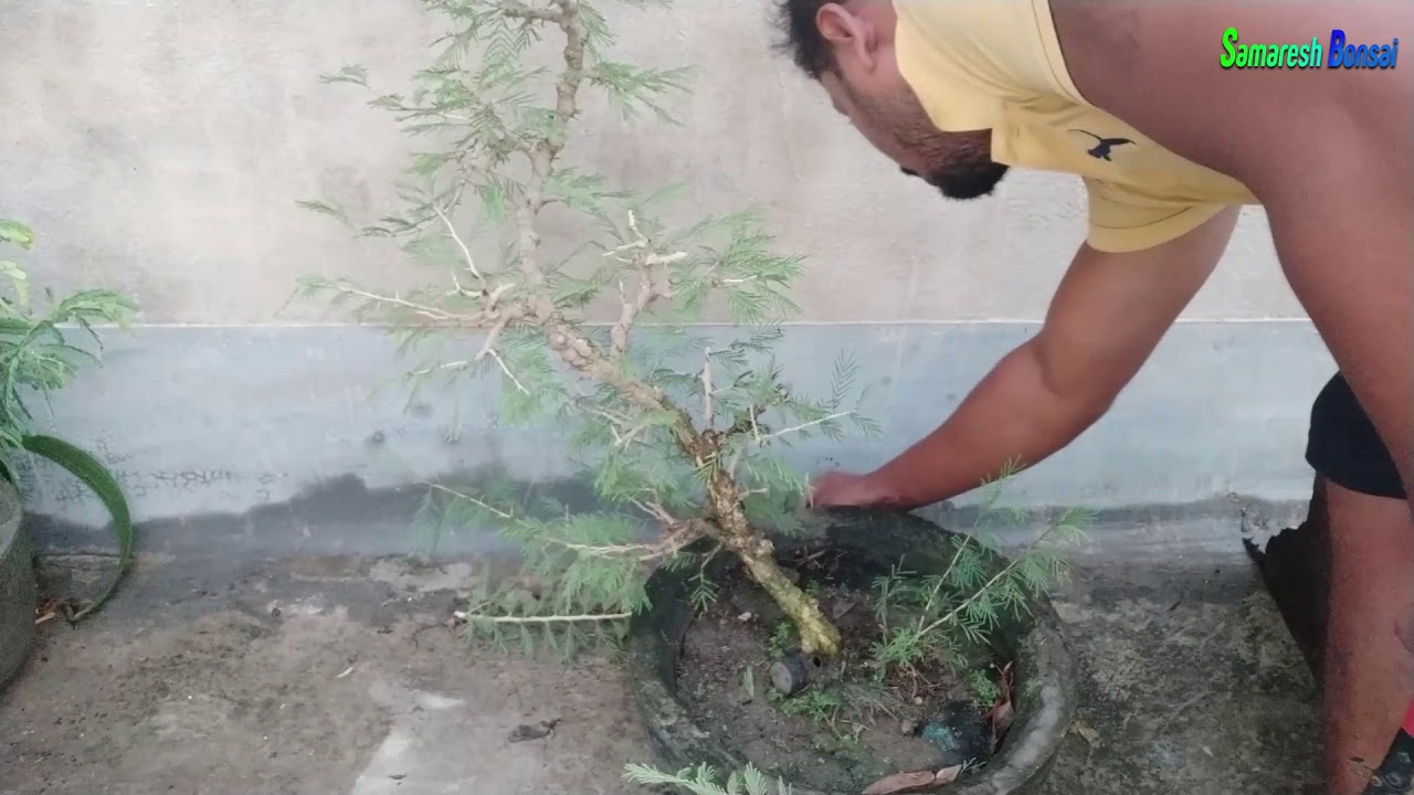 How to prune my bonsai tree  || samaresh Bonsai || 2019