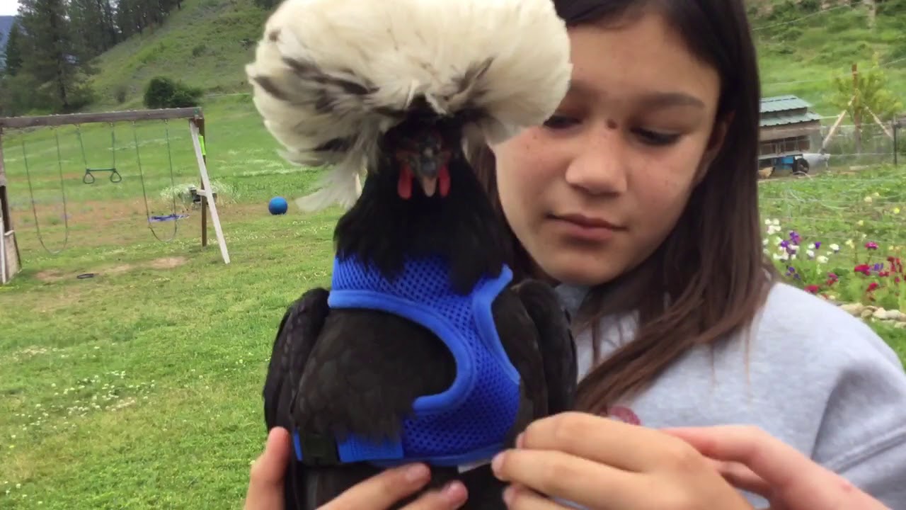 Chicken harness product review